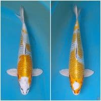 kujaku kuning 31-34 bu 