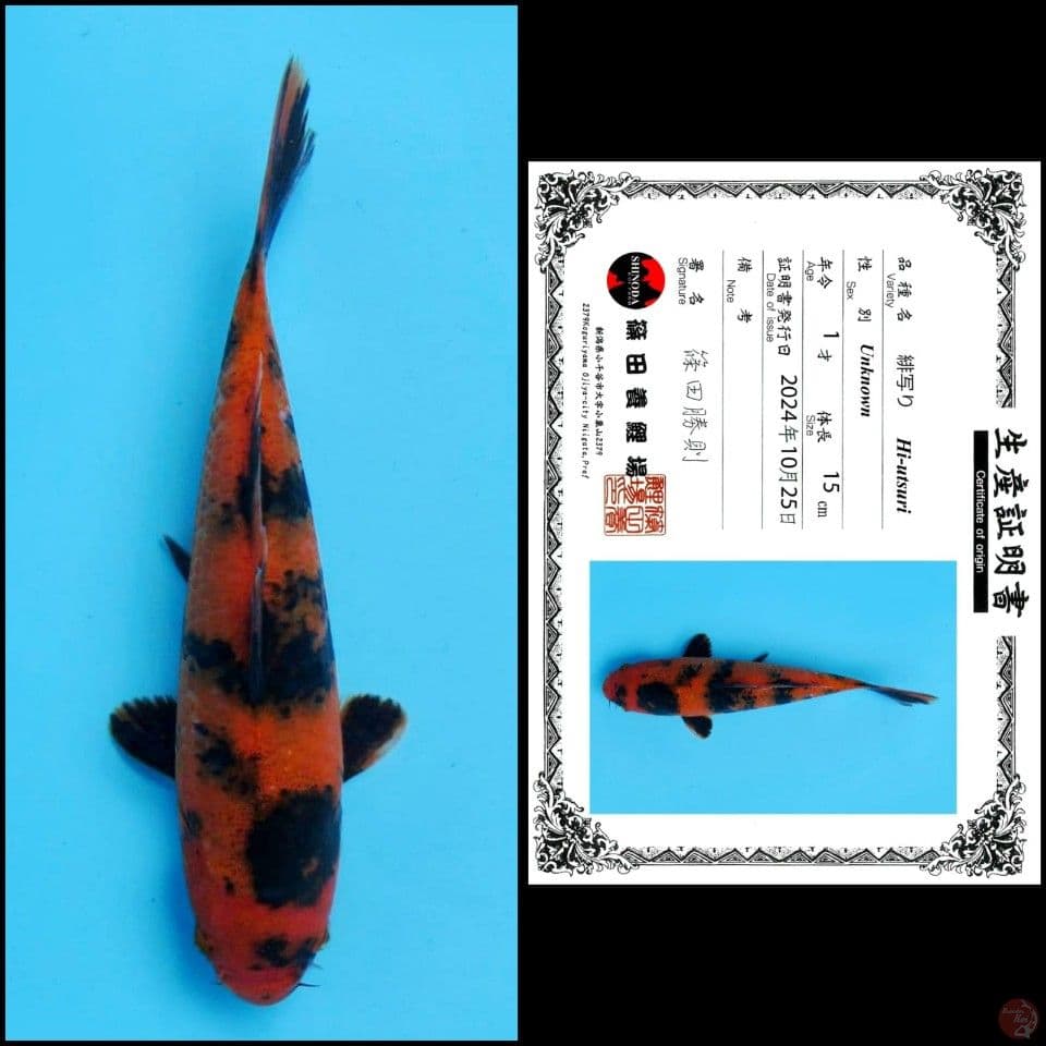 15cm - Hi Utsuri Import 