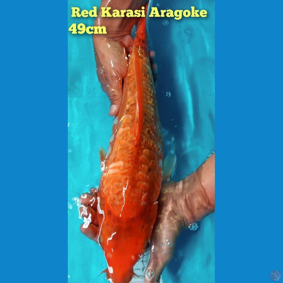 red karashi Aragoke 