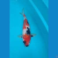 Showa Sanshoku Tategoi Calon Super Bulky 38cm™