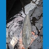 soragoigindrin35 cm male bread mbah purnadi