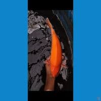 redstrong 35 cm male bread mbah purnadi