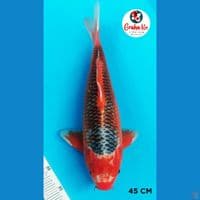 Asagi 45cm