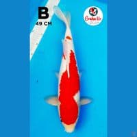 Kohaku 49cm