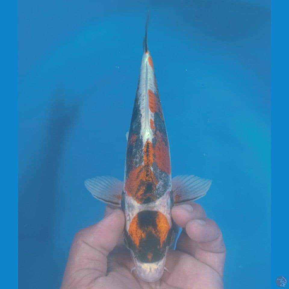 KAWARIMONO 30CM