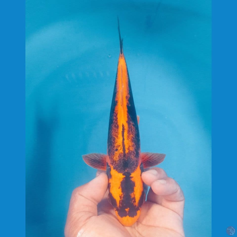 MULUS 30CM