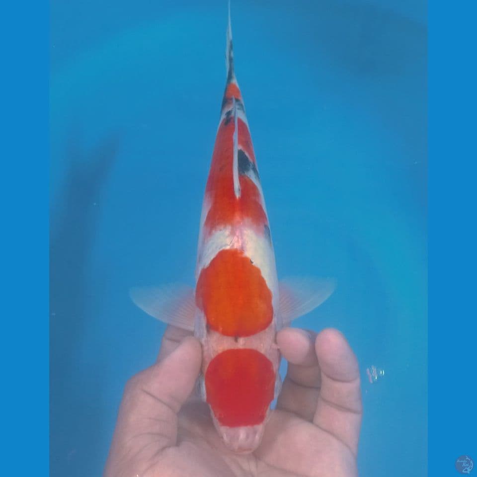 MARUTEN 30CM