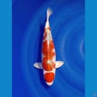 MARUTEN KUJAKU 35 CM 