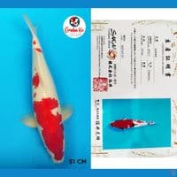 Sanke Tategoi Sakai Koi Farm Japan 51cm ( sangat berpotensi Jumbo) 