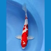tategoi 36cm | jantan