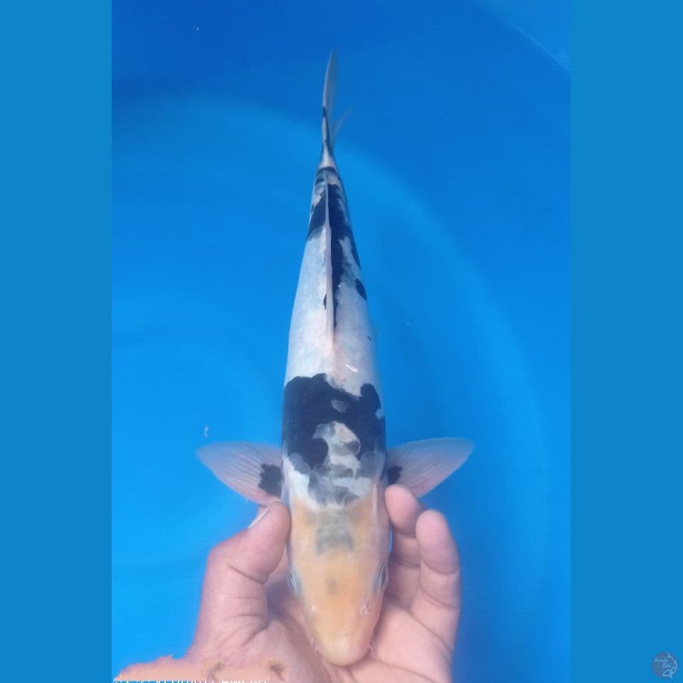 SHIRO DOITSU 40CM