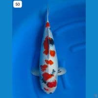 52cm - Male Body Fml Kindai Showa Evo