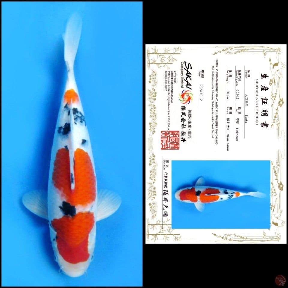 30cm - Sanke Import 