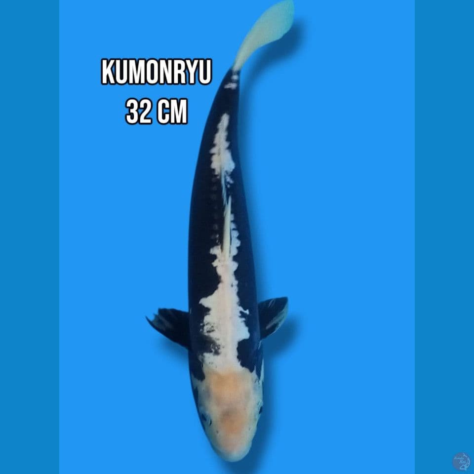 Kumonryu 