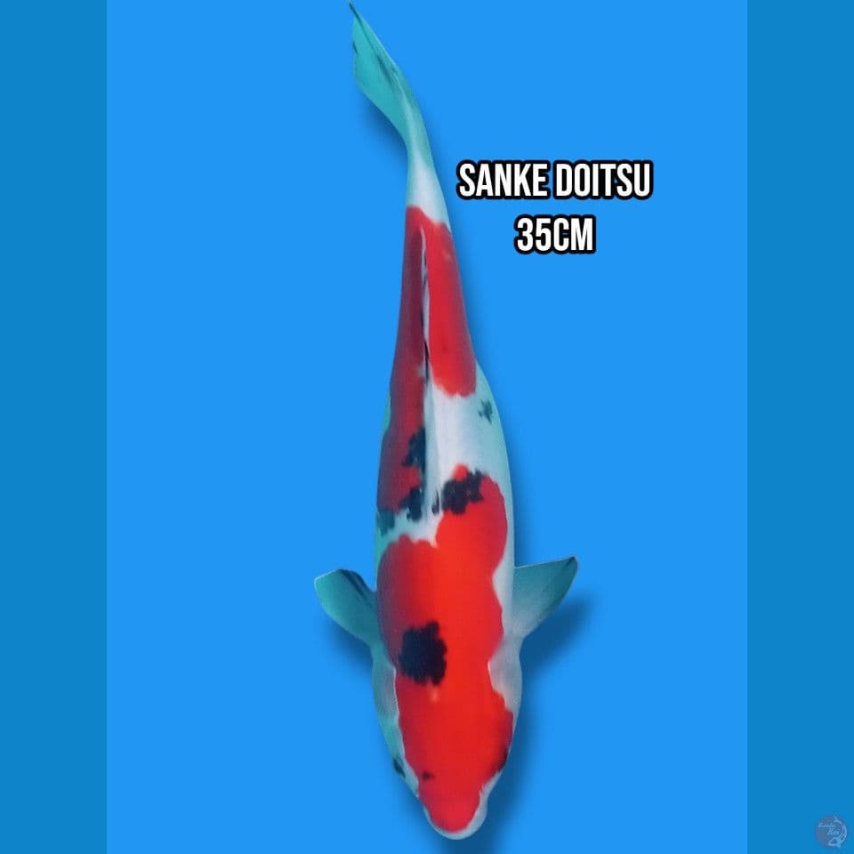 Sanke Doitsu 