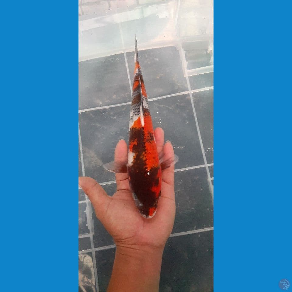 showa 25cm