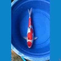 sanke jantan doitsu murni 41cm