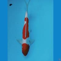 sanky 41cm jantan