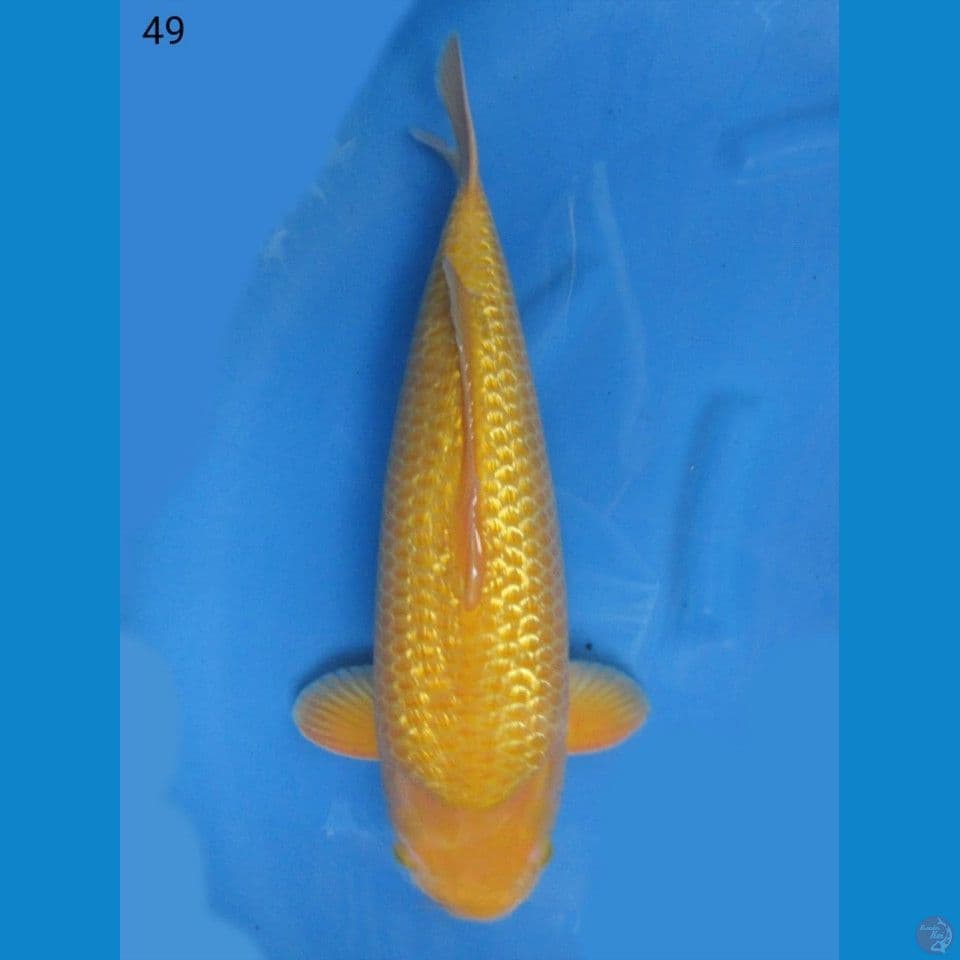 53cm Jumbo Karashi Gindrin Juara 1 No Bocor