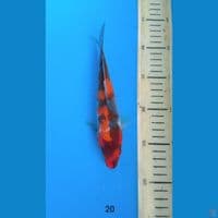 showa 20cm
