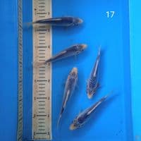 asagi 17cm
