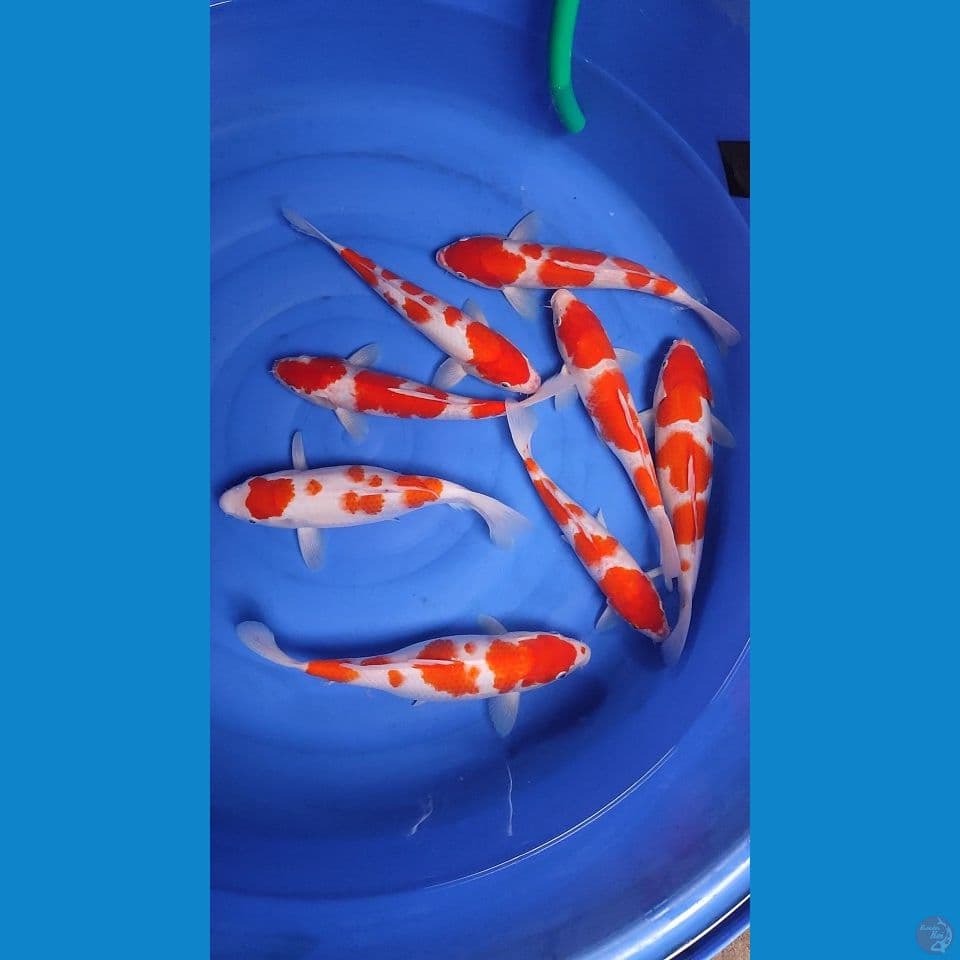 kohaku full