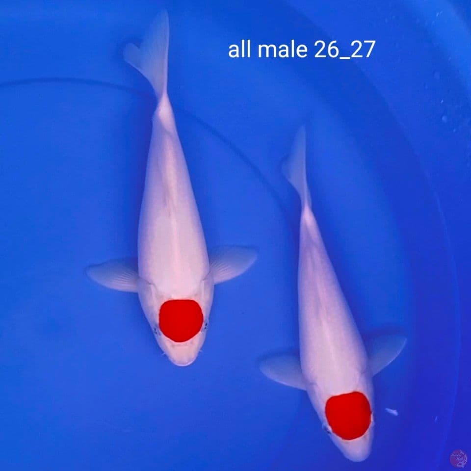 sb all male 26_27