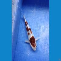 goromo 27 cm male