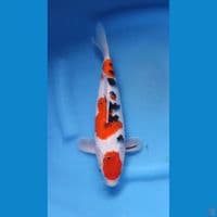MARUTEN SANKE HQ - ORI 28CM