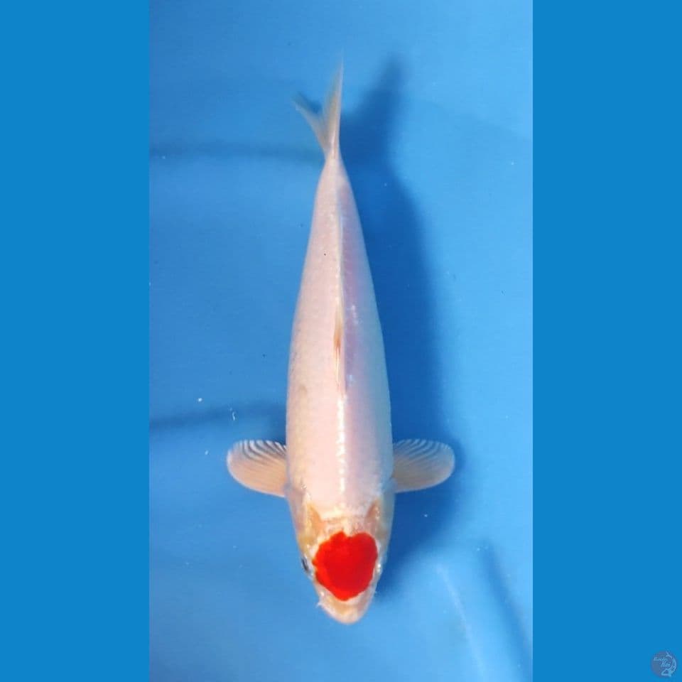 TANCHO KOHAKU ORIGINAL 28CM 