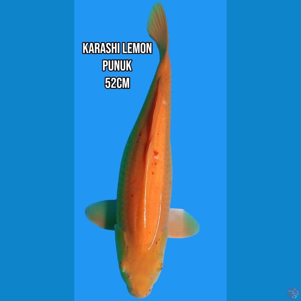 karasi lemon punuk