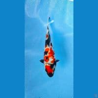 showa Gintin SQ 12cm 