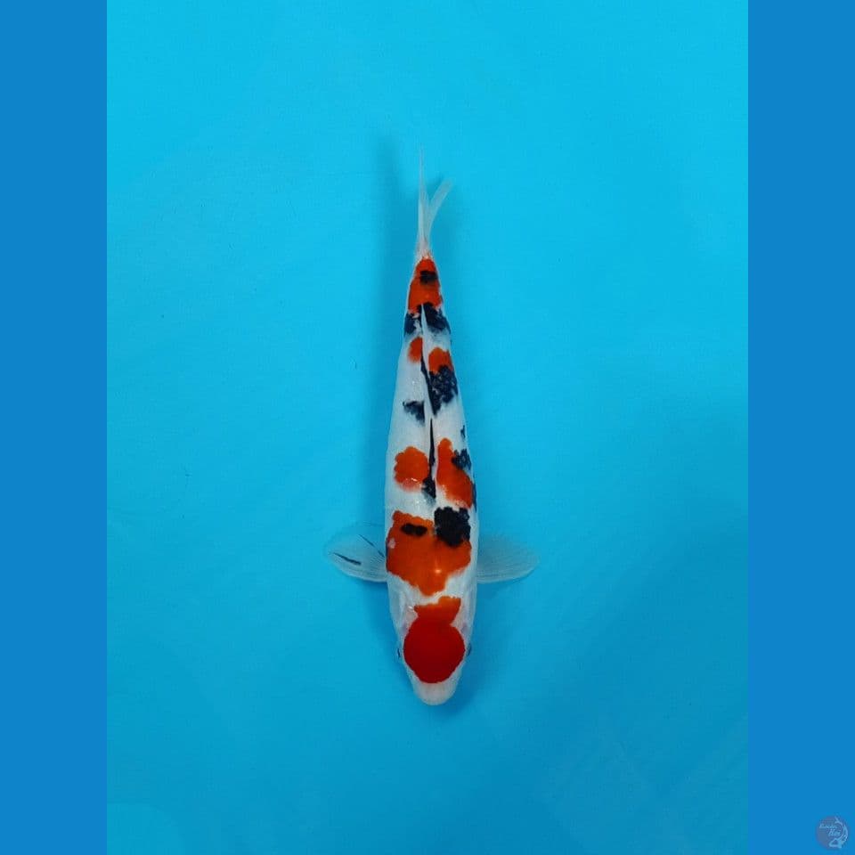 sanke 32cm