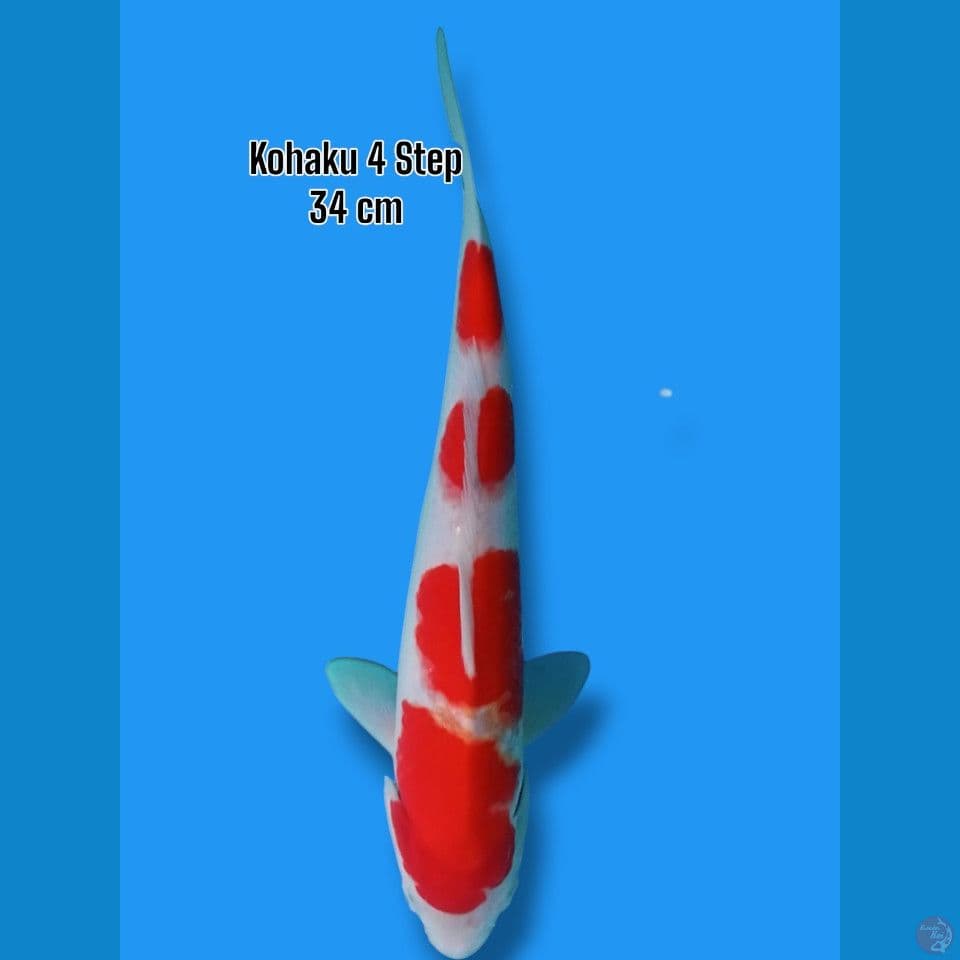 Kohaku 4 Step 