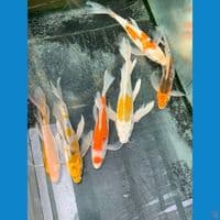 mix kumpay 30-35cm 