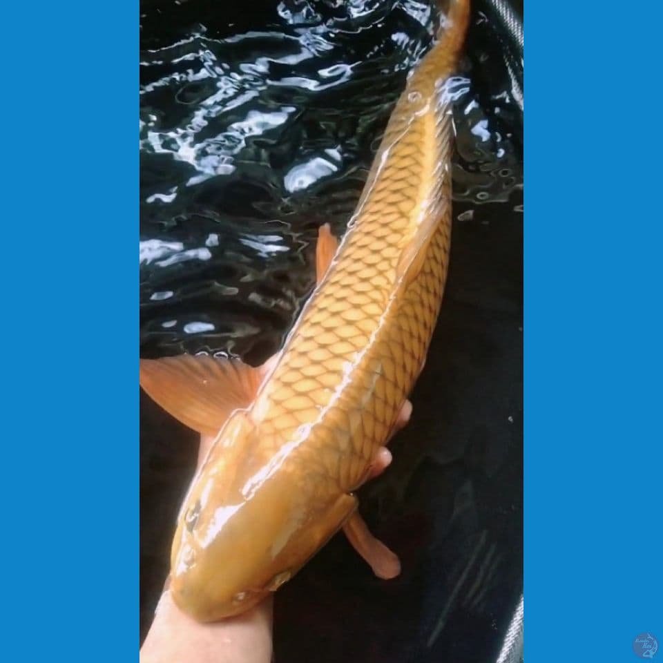 chagoi tembaga 60bu jantan