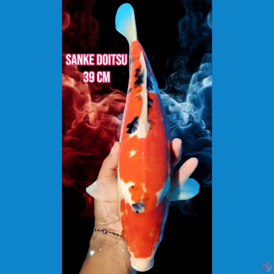 Sanke Doitsu 