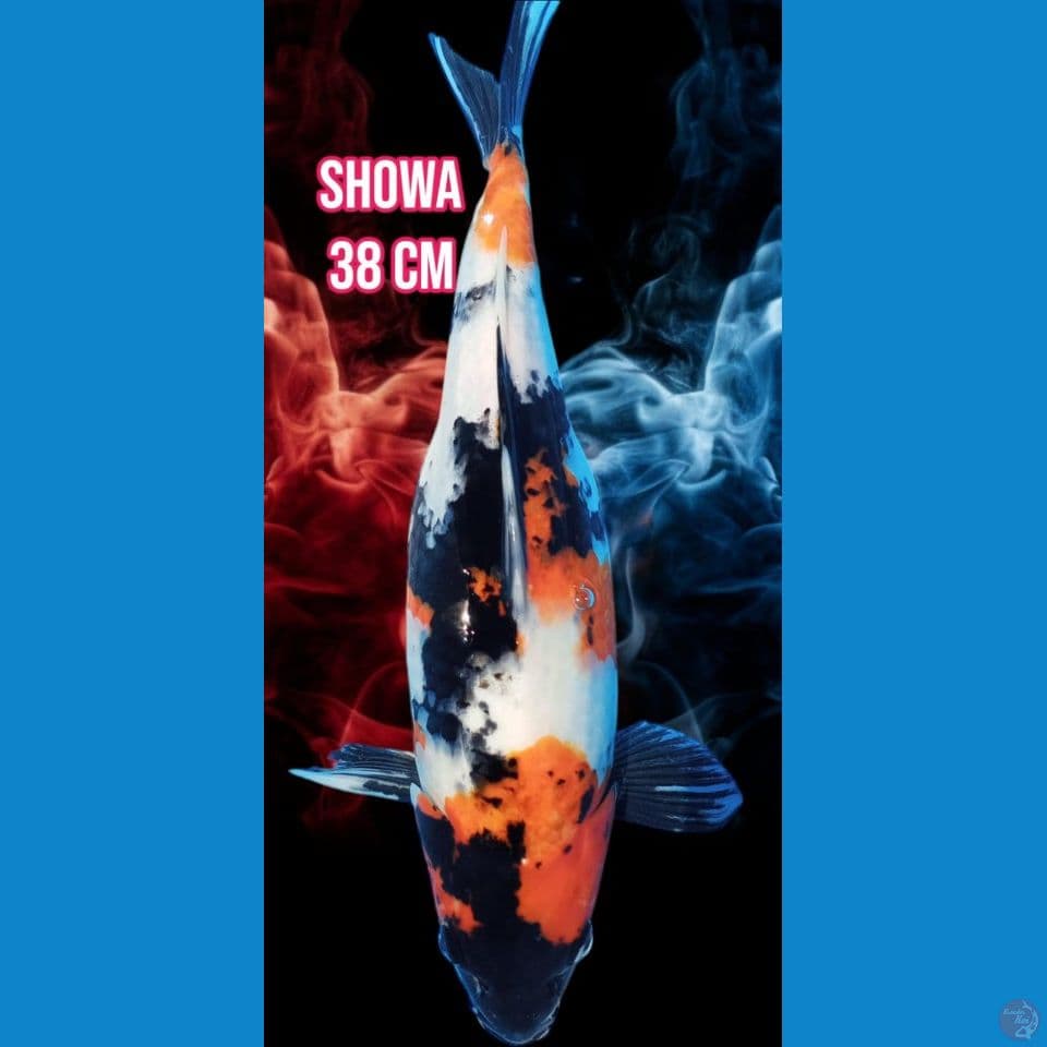 Showa 