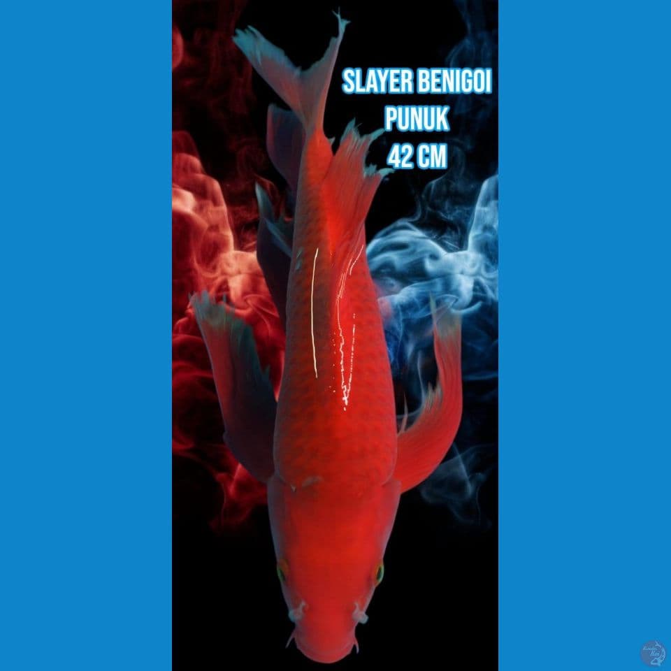 Slayer Benigoi 