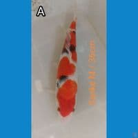 Sanke (joss) patern bagus original