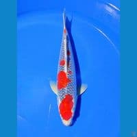 Goshikii SQ Male 38cm
