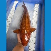 ak5 chagoi punuk 45