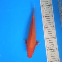 akahajiro 23cm