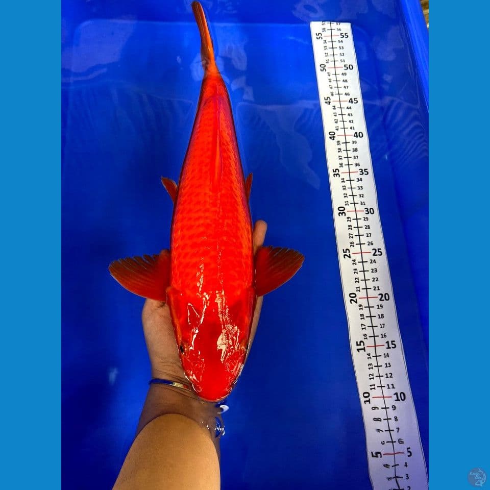Karasi cabe male 40cm