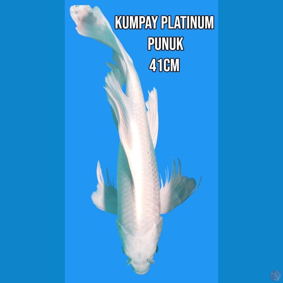 Kumpay Platinum Punuk