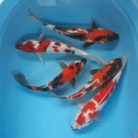 mix 31-35cm