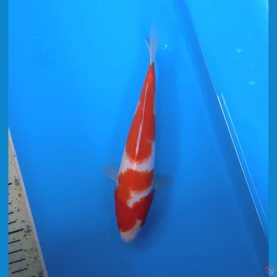 kohaku 23cm