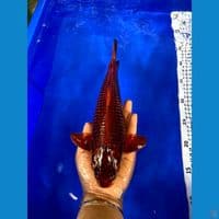 28cm jantan