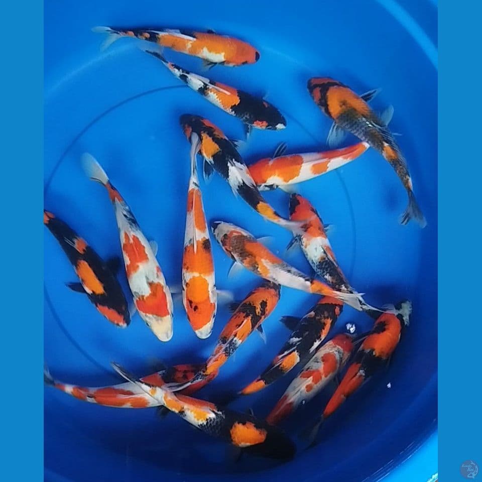 sowa size 20cm sampai 23 jumlah 16ekor