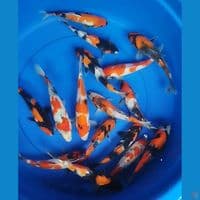 sowa size 20cm sampai 23 jumlah 16ekor